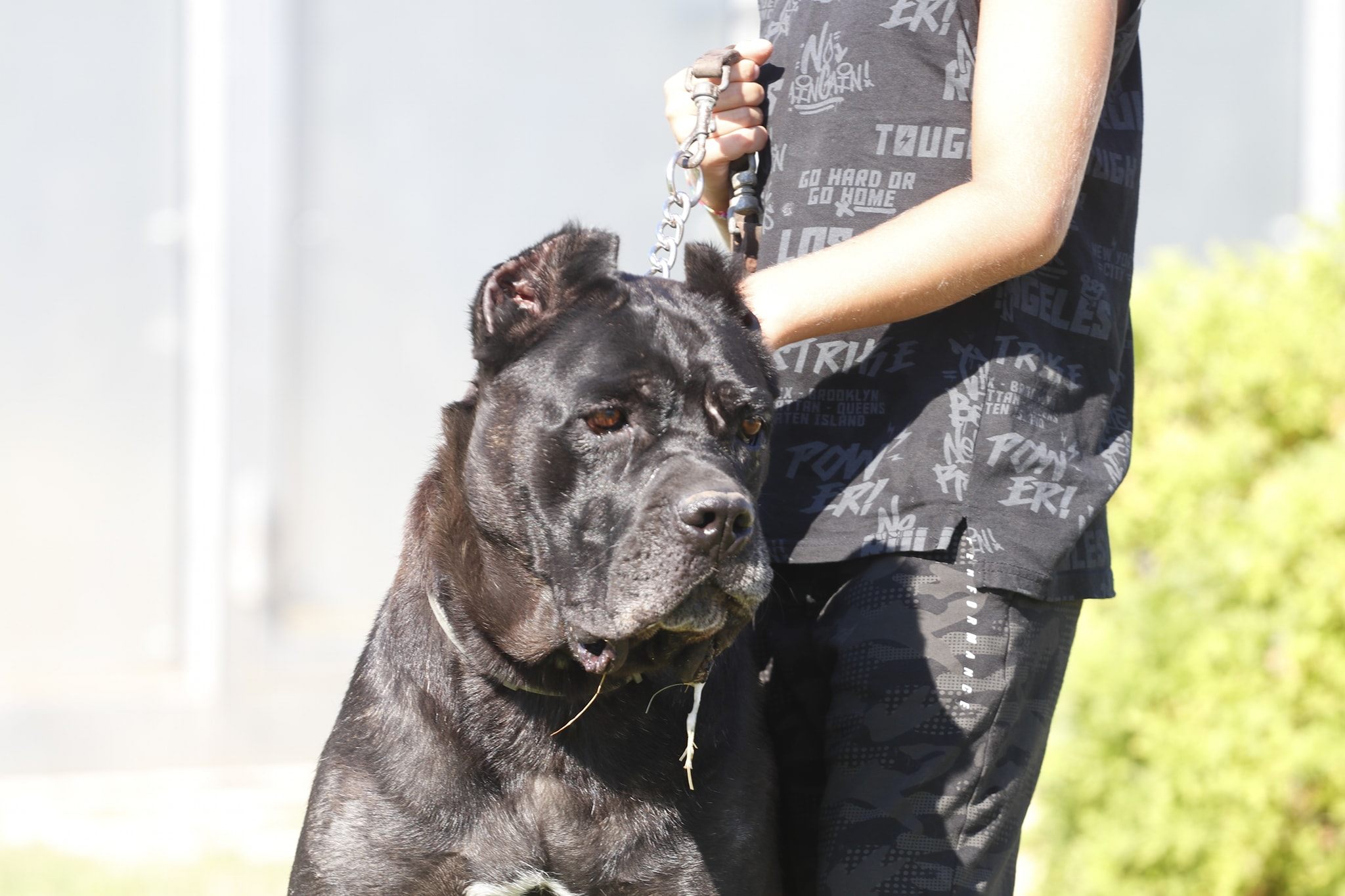 Pelle di bufalo per cani essiccata a treccia - Allevamento Amatoriale Cane  Corso Italiano - dei Legionari Arditi, Torino.