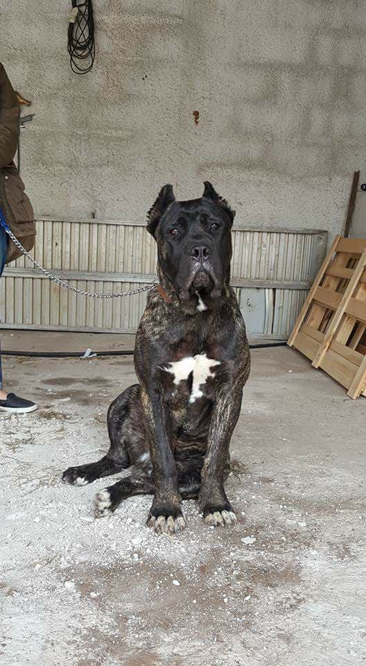 Augusta - Allevamento Amatoriale Cane Corso Italiano - dei Legionari Arditi,  Torino.