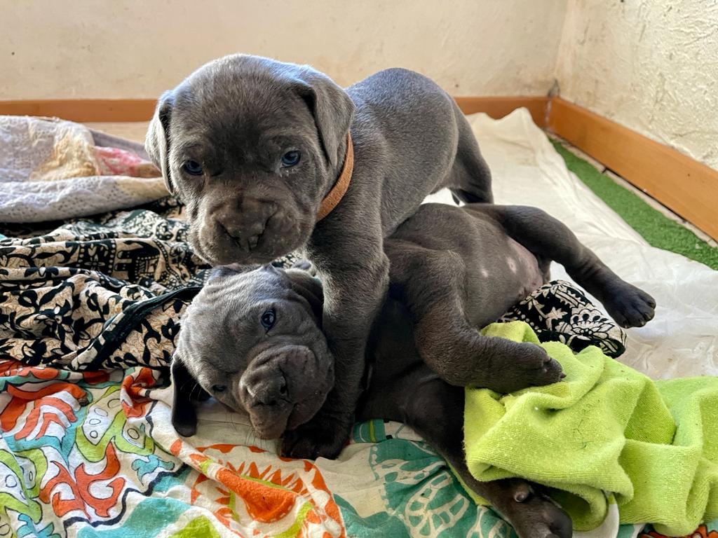 Corno di Bufalo per cani taglia L - Allevamento Amatoriale Cane Corso  Italiano - dei Legionari Arditi, Torino.