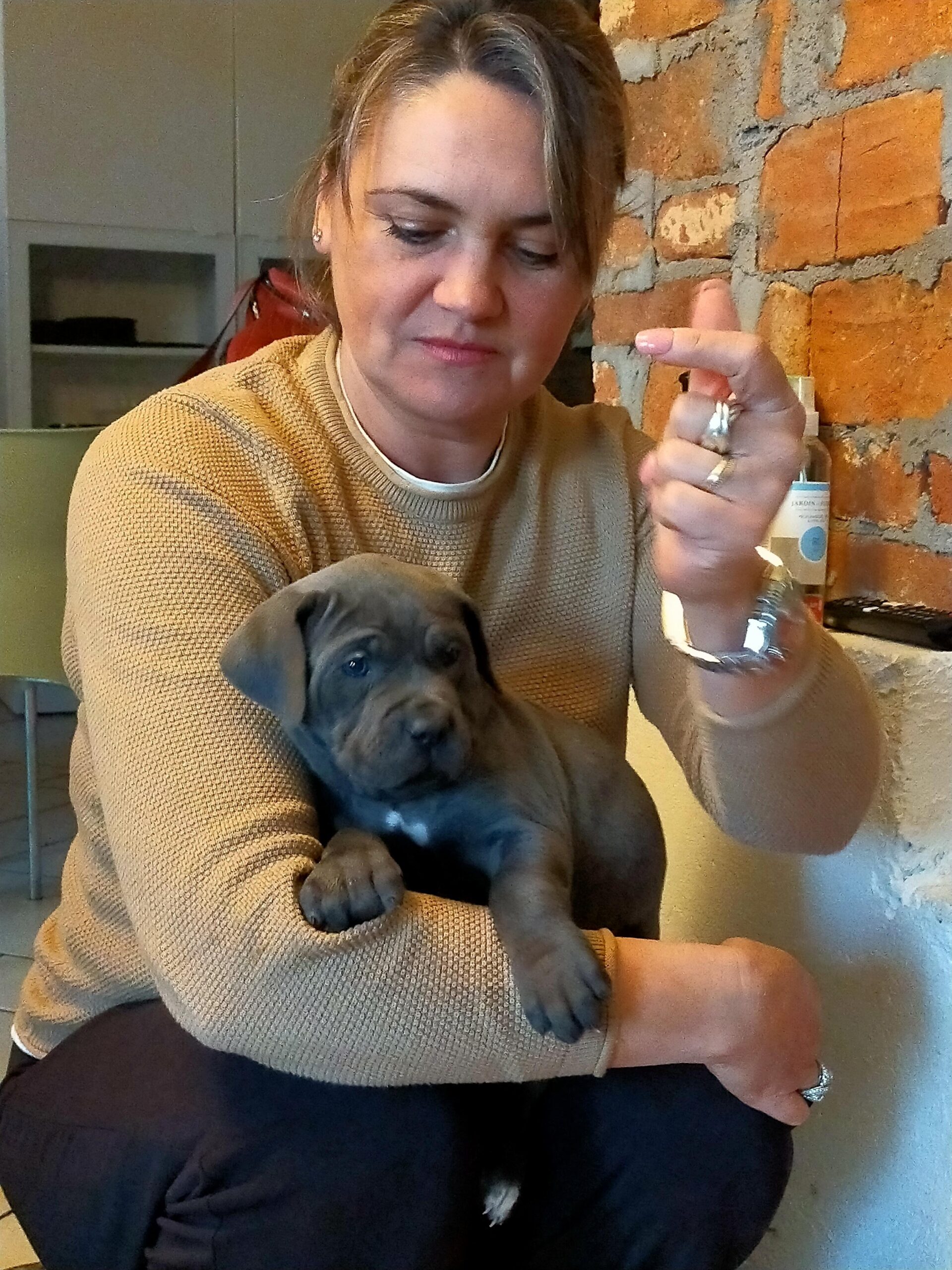 Masticativi per cani selvaggina Archivi - Allevamento Amatoriale Cane Corso  Italiano - dei Legionari Arditi, Torino.