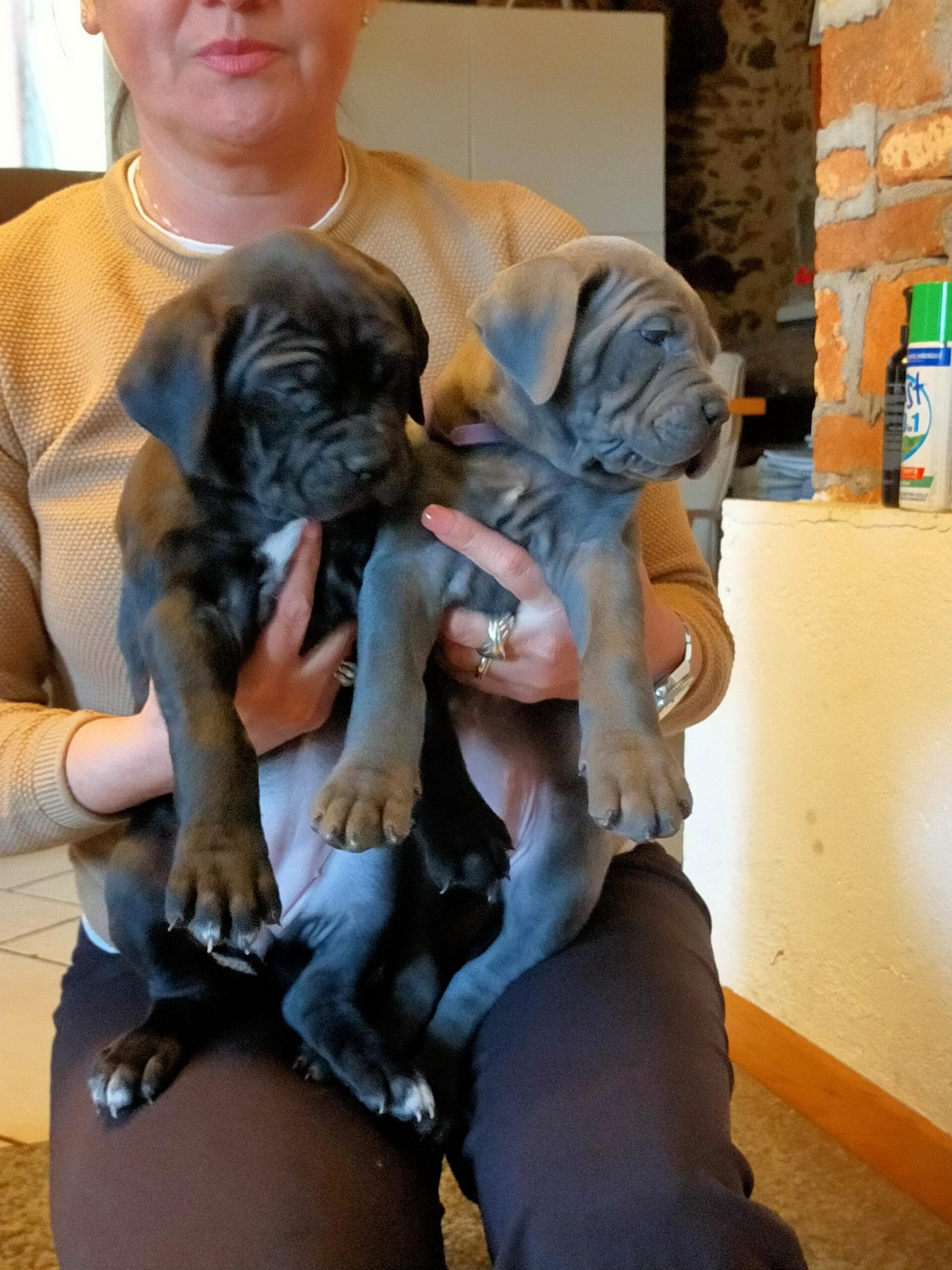 Cucciolata del 08-01-2023 da Spartaco x Micia - Allevamento Amatoriale Cane  Corso Italiano - dei Legionari Arditi, Torino.