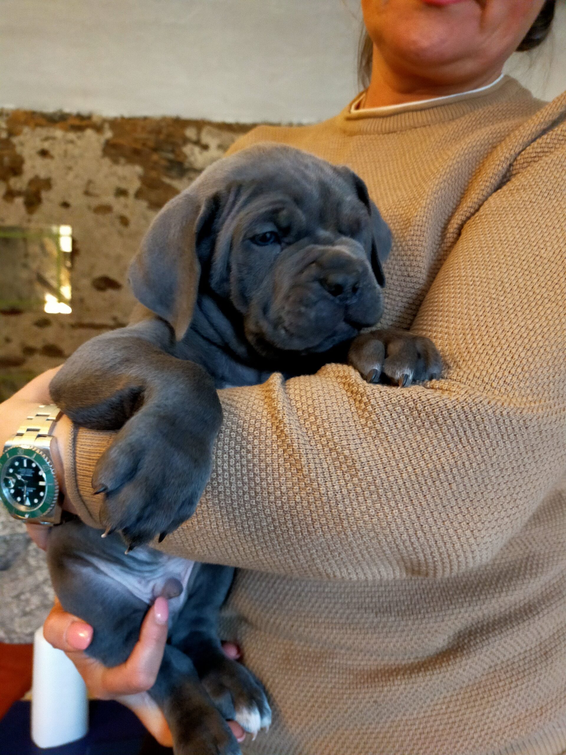 Cucciolata del 08-01-2023 da Spartaco x Micia - Allevamento Amatoriale Cane  Corso Italiano - dei Legionari Arditi, Torino.