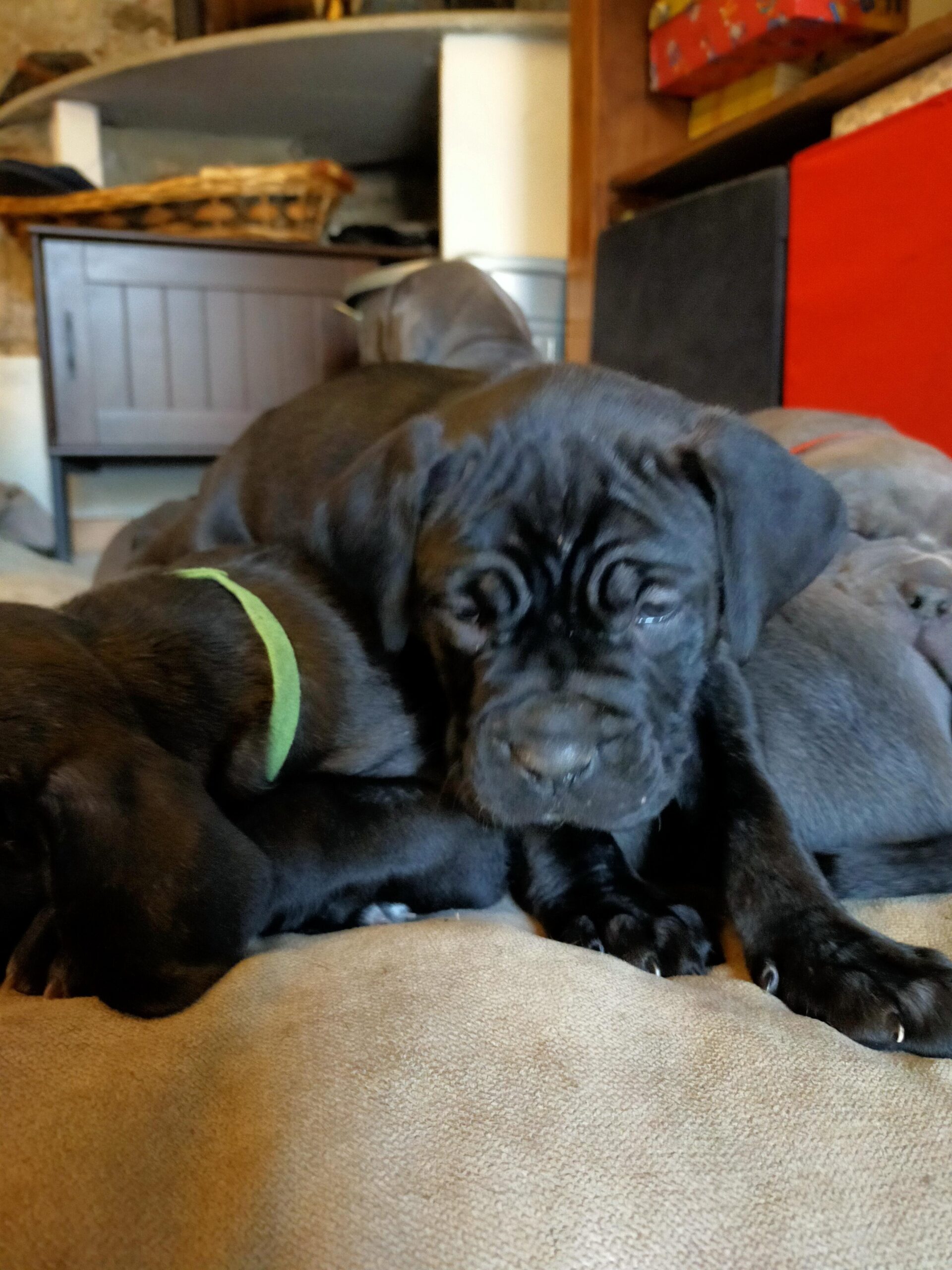 Cucciolata del 08-01-2023 da Spartaco x Micia - Allevamento Amatoriale Cane  Corso Italiano - dei Legionari Arditi, Torino.