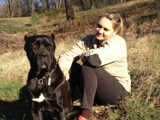brutus-cane-corso