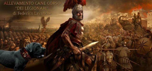 allevamento-cane-corso-dei-legionari-torino2
