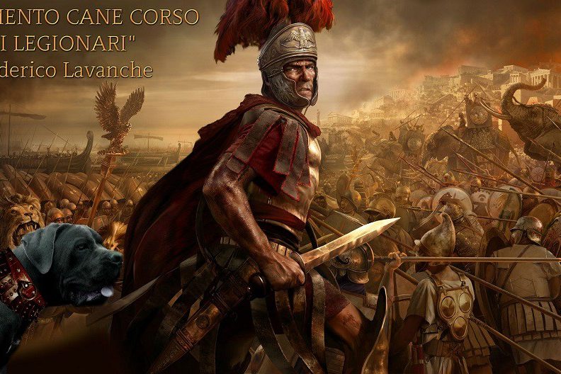 allevamento-cane-corso-dei-legionari-torino2
