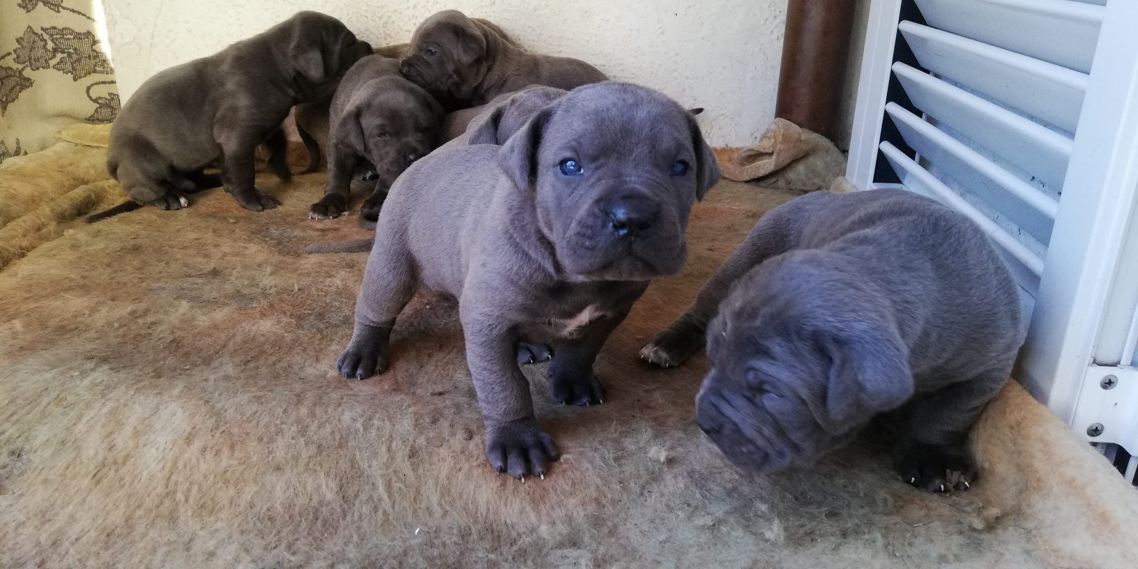 Cucciolata Del 20 01 2019 Da Ursula X Damon Dei Legionari Cane