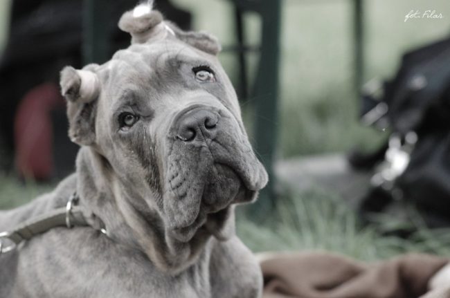 cane_corso_puppy