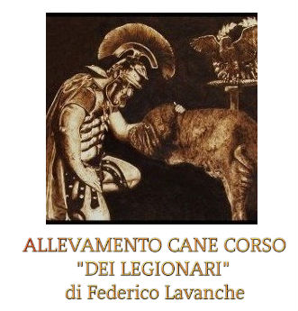 Cuccioli Cane Corso Cane Corso Allevamento Dei Legionari Torino