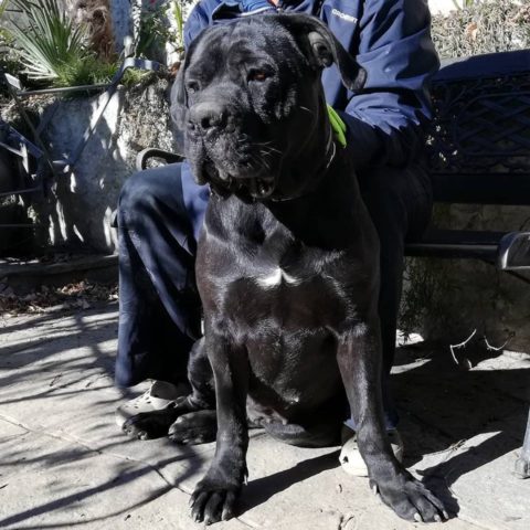 Masticativi per cani Bufalo Archivi - Allevamento Amatoriale Cane Corso  Italiano - dei Legionari Arditi, Torino.