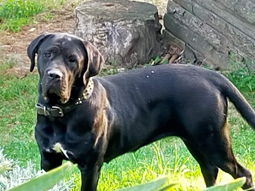 Augusta cane corso