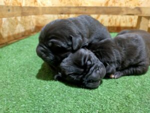 cuccioli di cane corso
