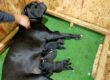 cuccioli di cane corso