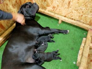 cuccioli di cane corso