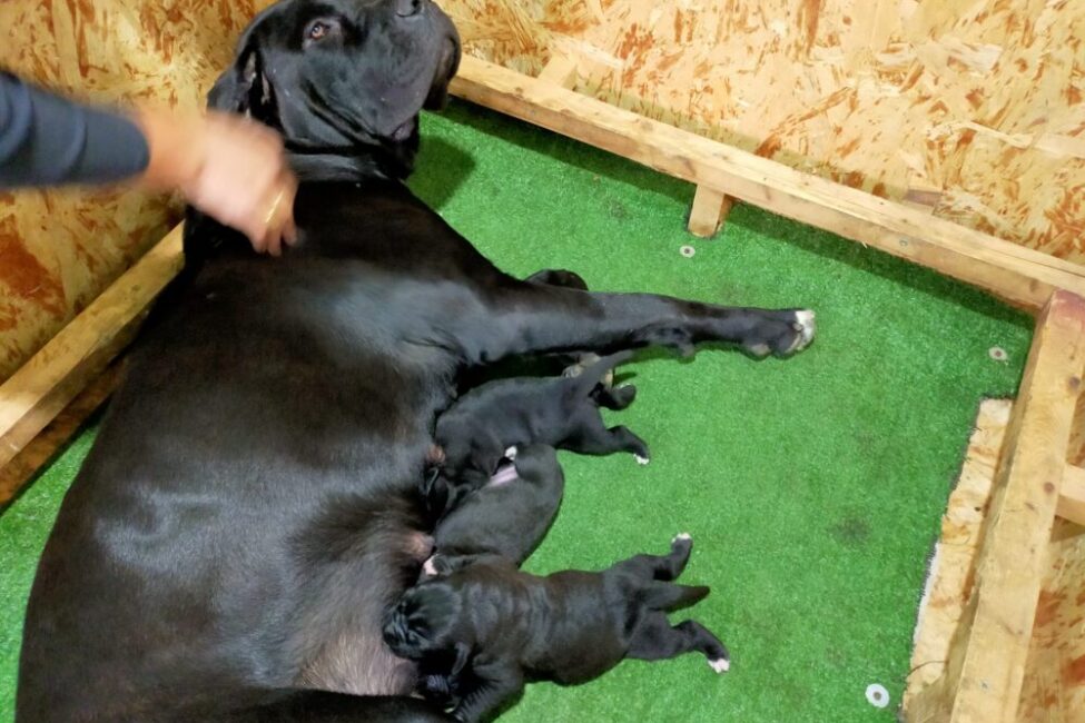 cuccioli di cane corso cuccioli di cane corso