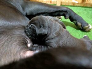 cuccioli di cane corso