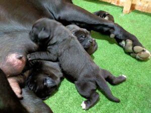 cuccioli di cane corso