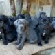 cuccioli cane corso piemonte